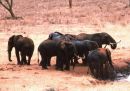 Herd of Elephants, Treetops Hotel